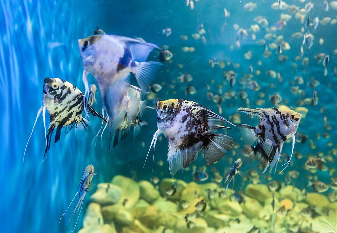 Marbled freshwater angelfish swimming in an aquarium