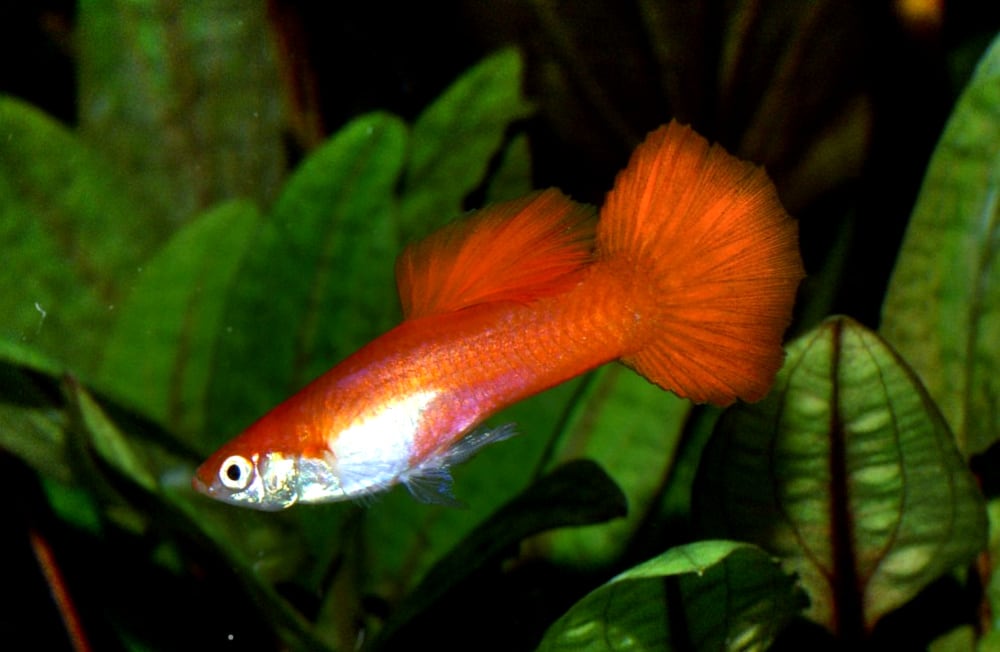 A colourful fancy guppy swimming among lush tropical aquarium plants