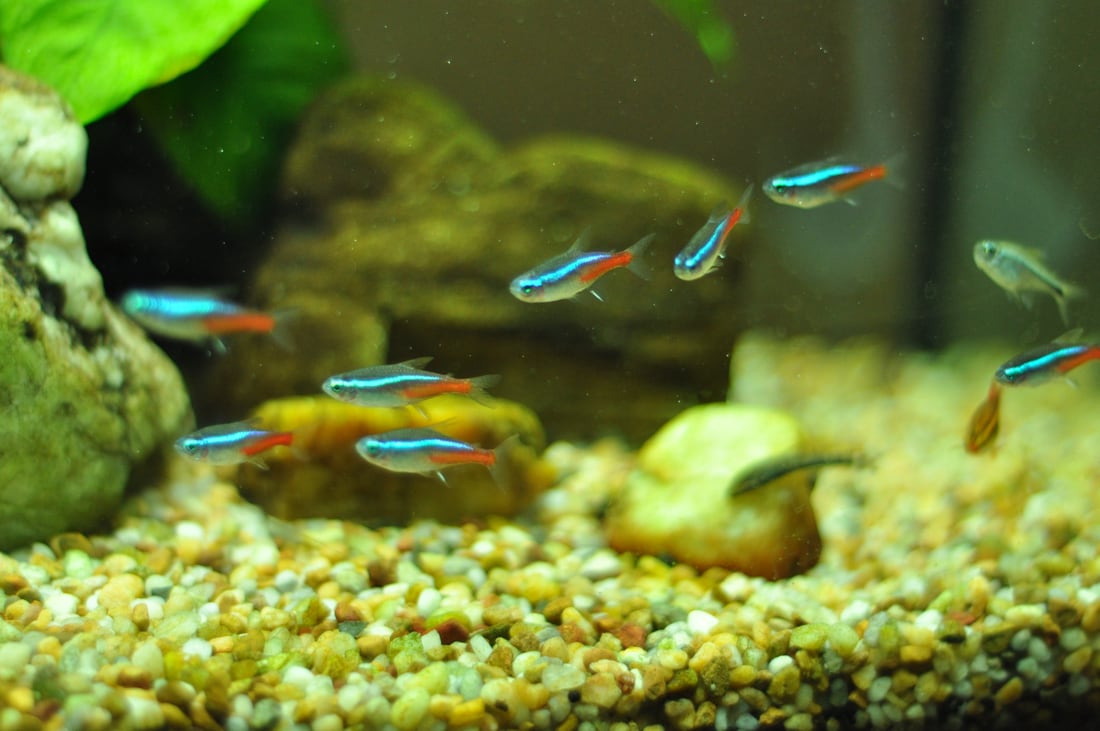 A group of neon tetras with vivid blue and red stripes